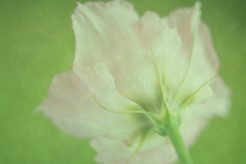 Φρέσκο λουλούδι Lisianthus στην γκρίζα painterly φωτογραφική σύσταση Όμορφο λουλούδι Eustoma